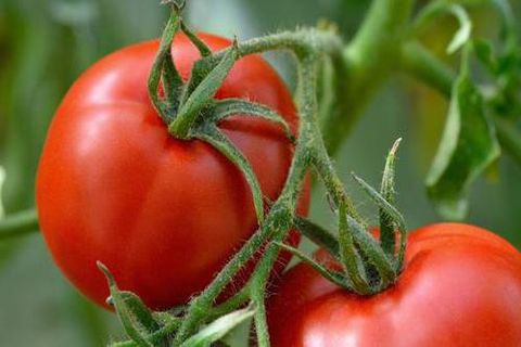 cuidado de los tomates