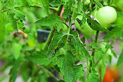 Variedad Palenque