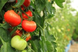 Description et caractéristiques de la variété de tomate Peremoga