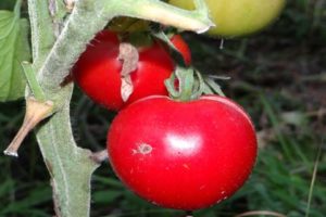 Características y descripción de la variedad de tomate Snowdrop, su rendimiento.