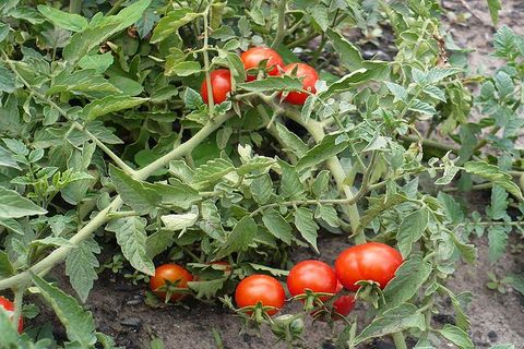 caractéristique des tomates