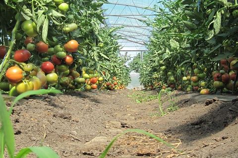 terre pour tomate