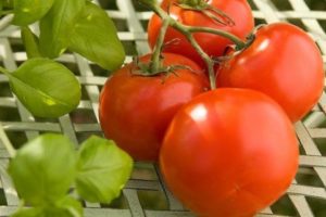 Caractéristiques et description de la variété de tomate Polfast, son rendement