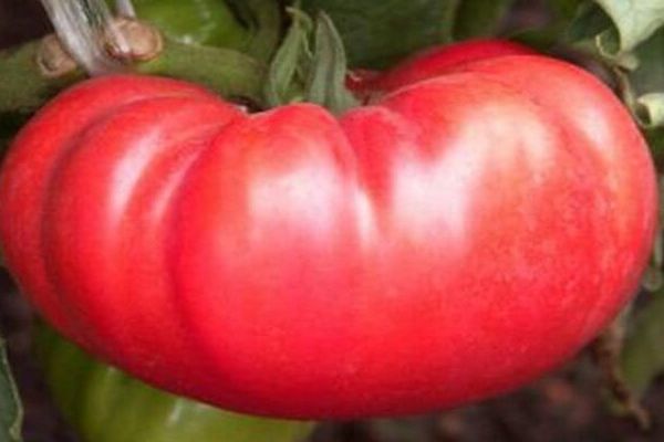 wira Rusia tomato