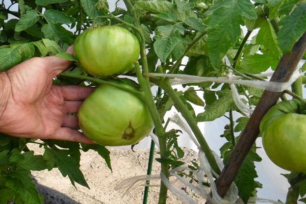 tomates héroe ruso