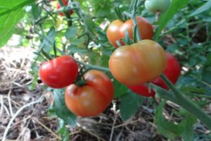 Ciri-ciri keterangan tomato Sakhalin dan pelbagai