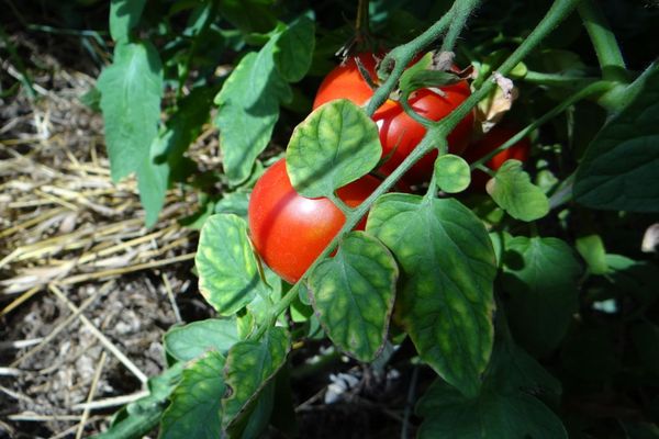 Tomate Sakhaline