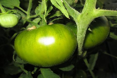 green tomatoes