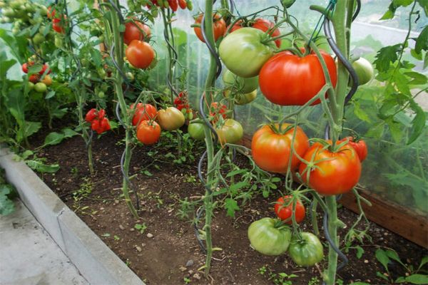 tomate creciendo severenok