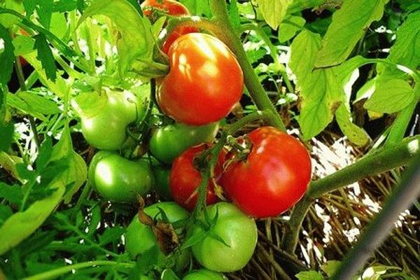 culture et entretien des tomates