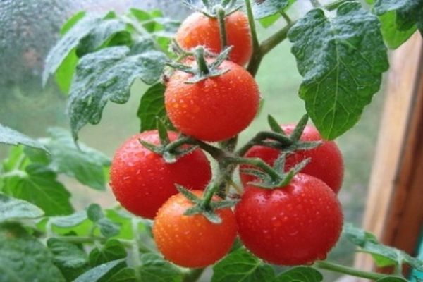 varieti tomato severenok