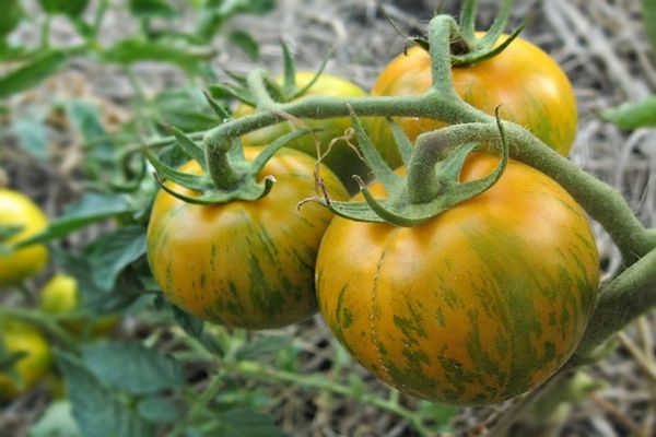 penjagaan tomato