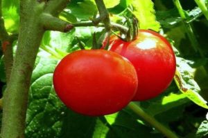 Characteristics and description of the tomato variety Bullfinch, its yield