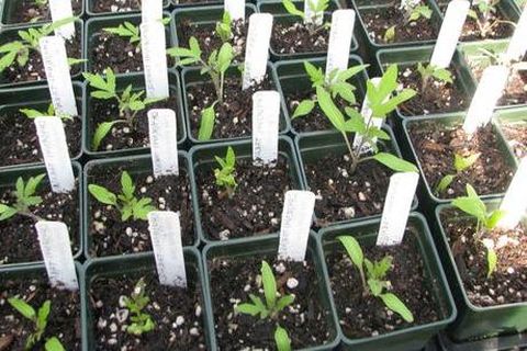 plants de tomates