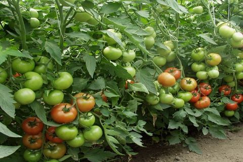 Characteristics of the tomato variety Snowfall F1, its description