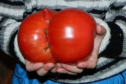 léopard des neiges tomate