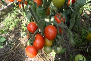 Caractéristiques et description de la variété de tomate Snow Tale