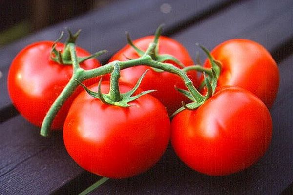 menanam tomato dari kisah salji