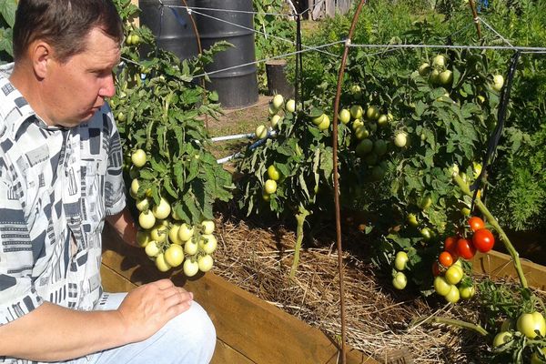 cuento de nieve de tomate