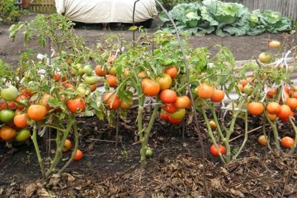 planting tomatoes