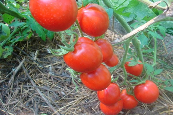 variété de tomate Solerosso