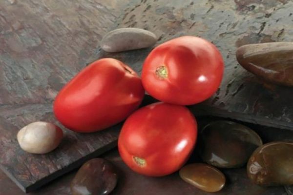 variété de tomate de sel