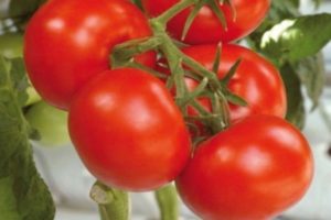 Characteristics and description of the tomato variety Soyuz 8, its yield