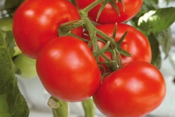 watering tomato