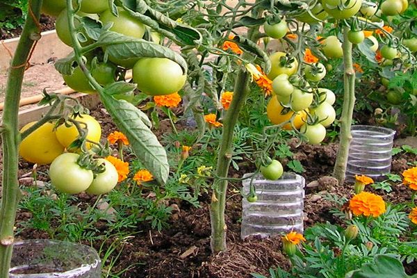 arrosage des tomates