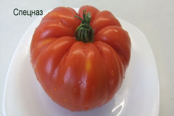 kekuatan khas tomato