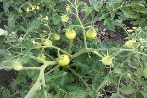 cultivo de tomates