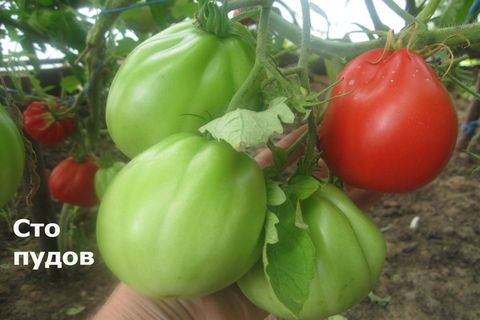 tomato grade one hundred pounds