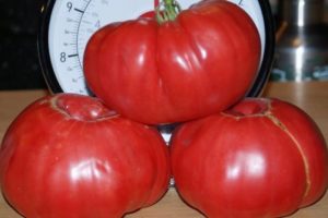 Características y descripción de la variedad de tomate Stopudovy Siberian series.