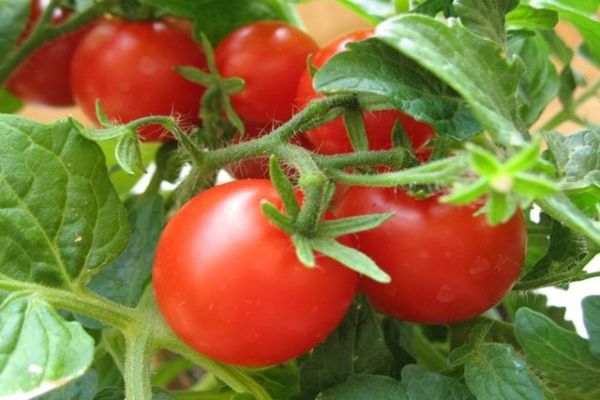 récolte de tomates