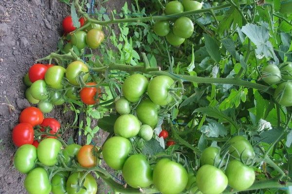 tanya tomato