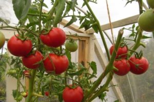 Características y descripción de la variedad de tomate Hurricane, su rendimiento.