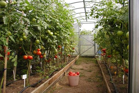 tomatoes in the greenhouse