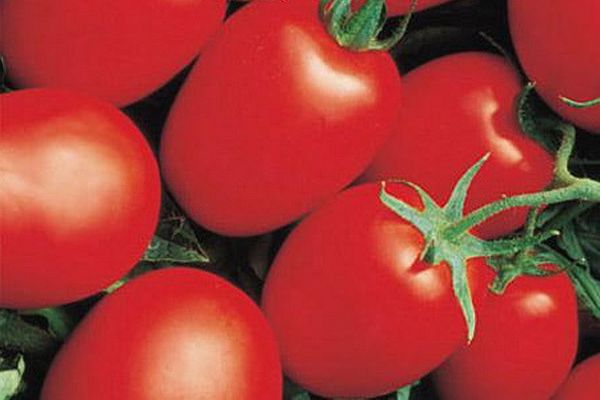 tomato harvest