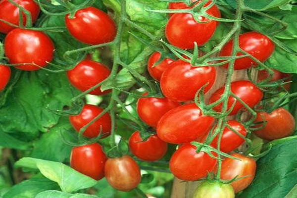 culture et entretien de la tomate