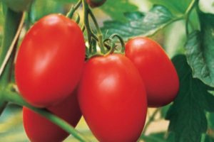 Penerangan dan ciri-ciri varieti tomato hibrid Yaki F1