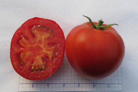 cultivo de tomate