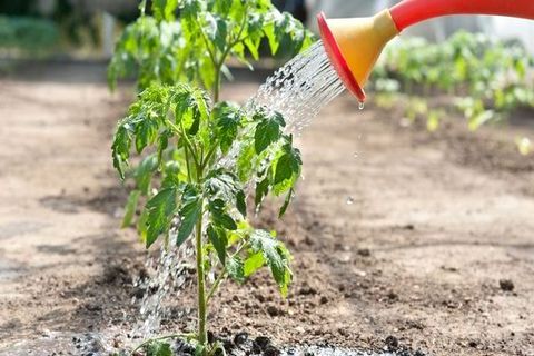 watering tomato