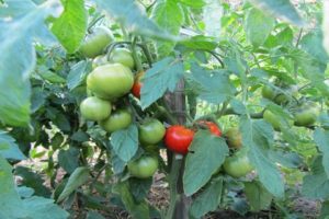 Characteristics and description of the tomato variety Juggler