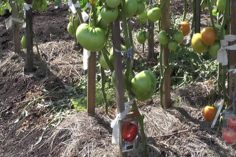 tomatoes in the ground