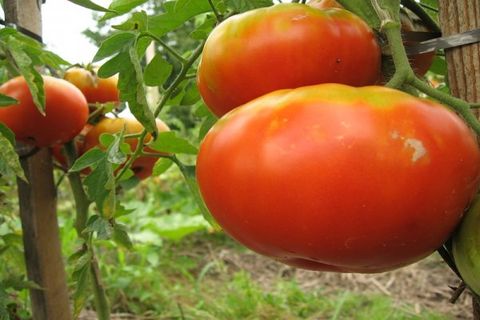 faire pousser des tomates