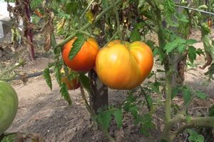 Características y descripción del tomate variedad Bull forehead