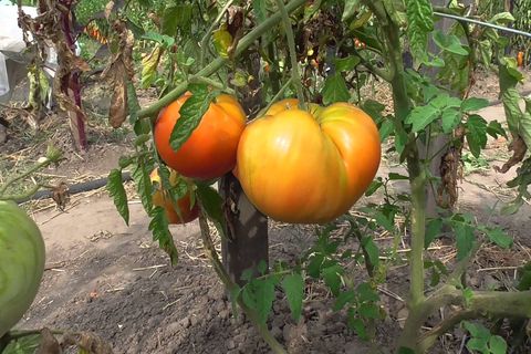 tomato care