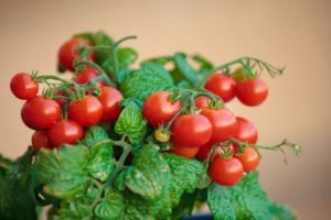 Step by step cultivation of cherry tomatoes on the balcony