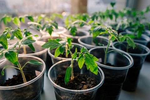 seedlings in glasses