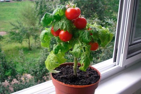 cherry on the windowsill